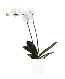 Photo of Blooming orchid flower in pot isolated on white