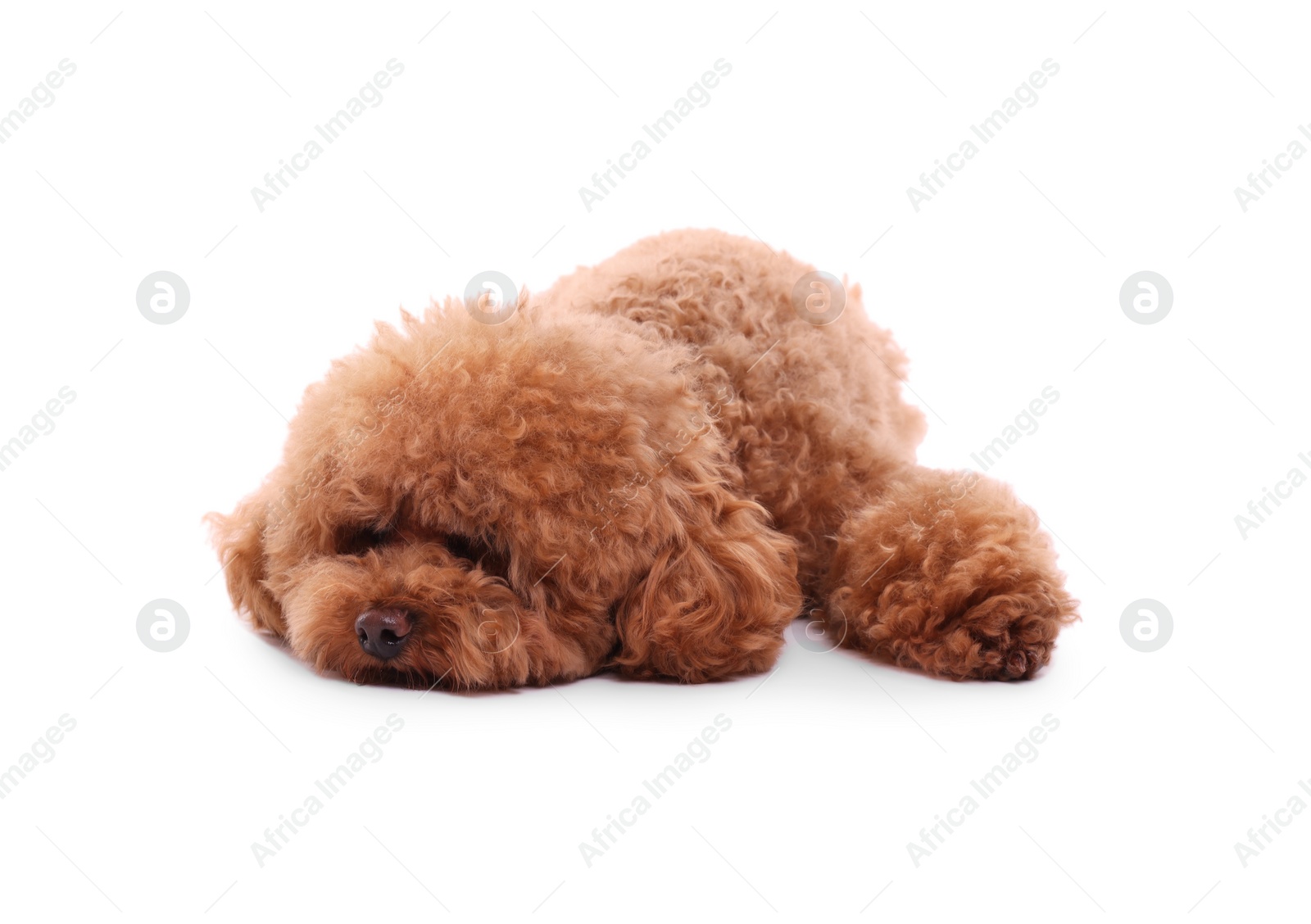 Photo of Cute Maltipoo dog on white background. Lovely pet