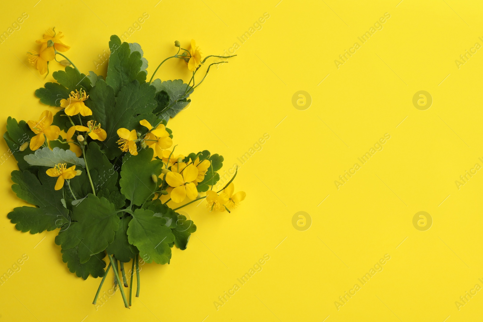 Photo of Celandine with beautiful flowers on yellow background, flat lay. Space for text