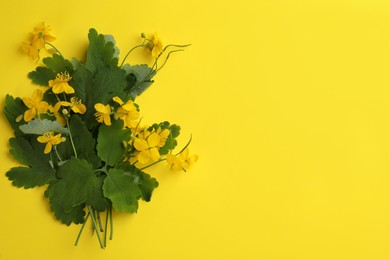 Photo of Celandine with beautiful flowers on yellow background, flat lay. Space for text