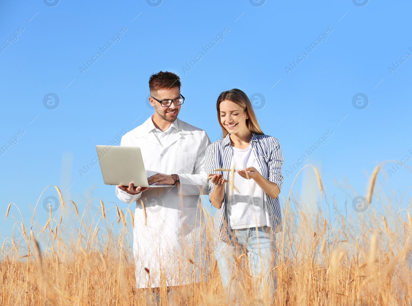 Photo of Agronomist with farmer in wheat field. Cereal grain crop