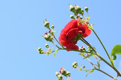 Photo of Beautiful blooming red rose against blue sky. Space for text