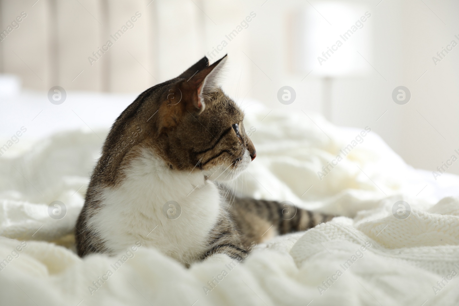 Photo of Adorable cat lying on plaid at home