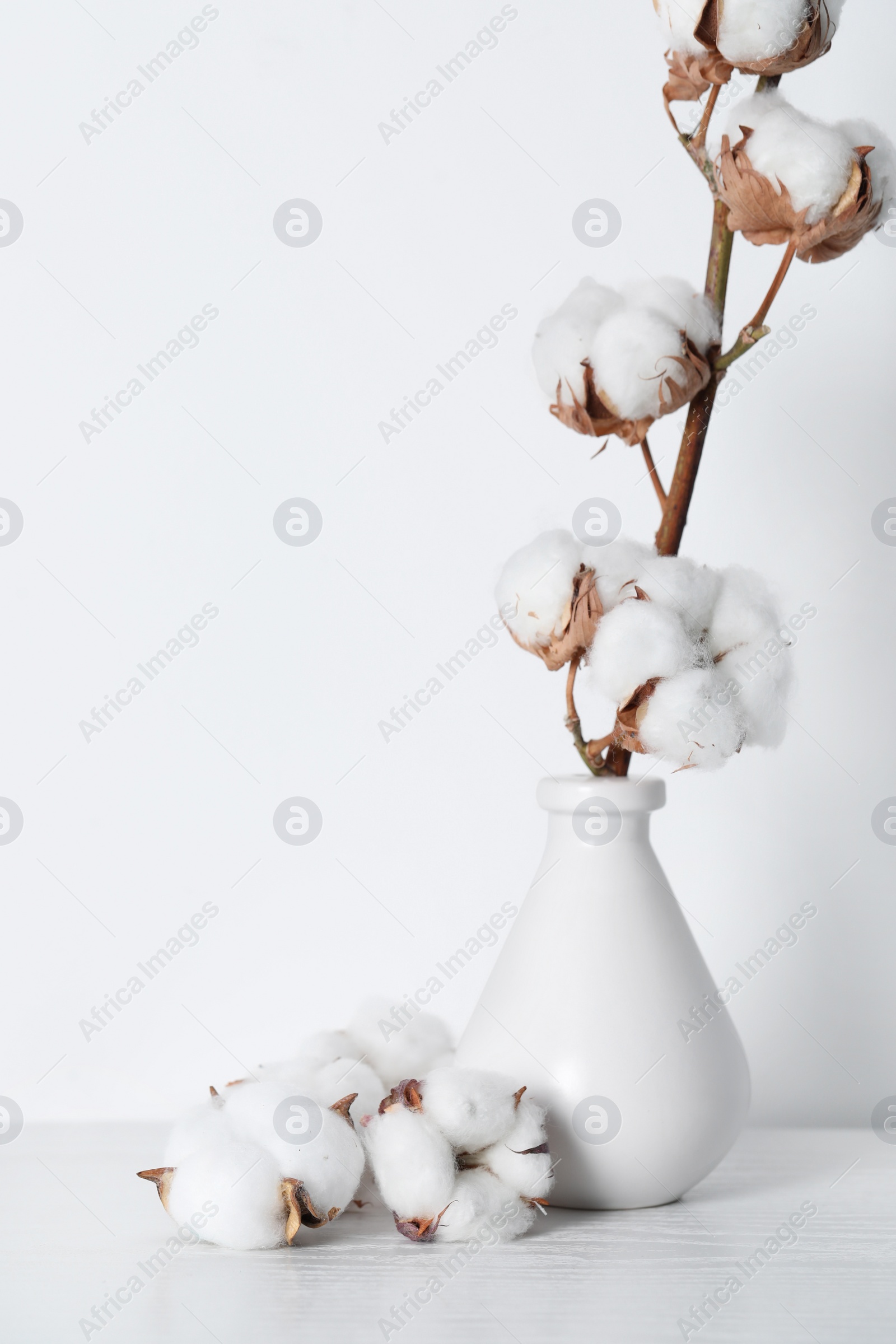 Photo of Cotton branch with fluffy flowers in vase on wooden table against white background