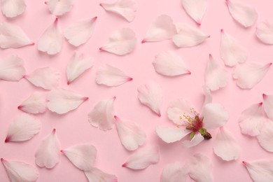 Photo of Spring blossom and petals on pink background, flat lay