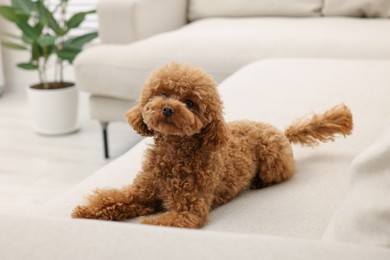 Photo of Cute Maltipoo dog resting on comfortable sofa at home. Lovely pet