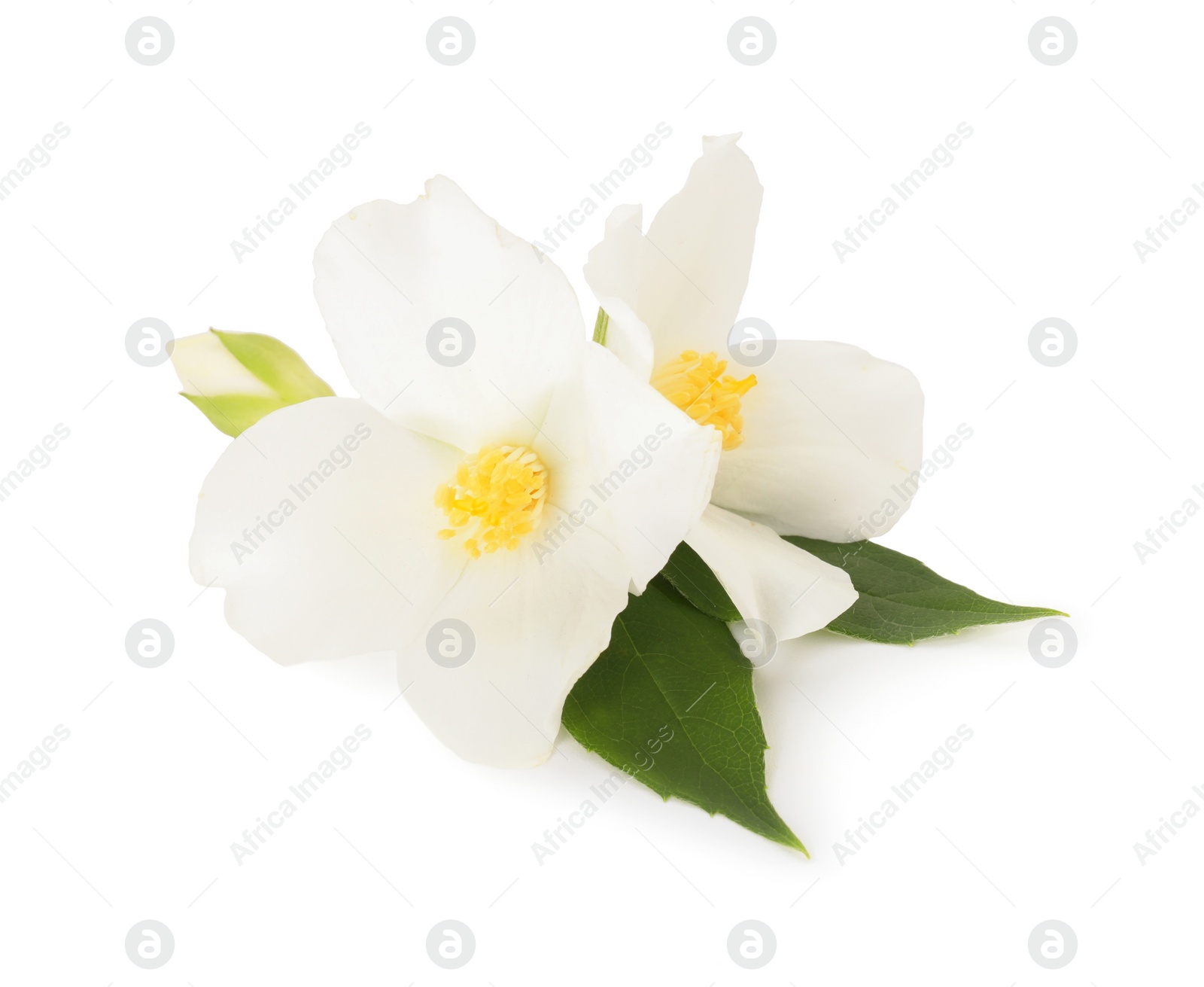 Photo of Branch of jasmine flowers and leaves isolated on white