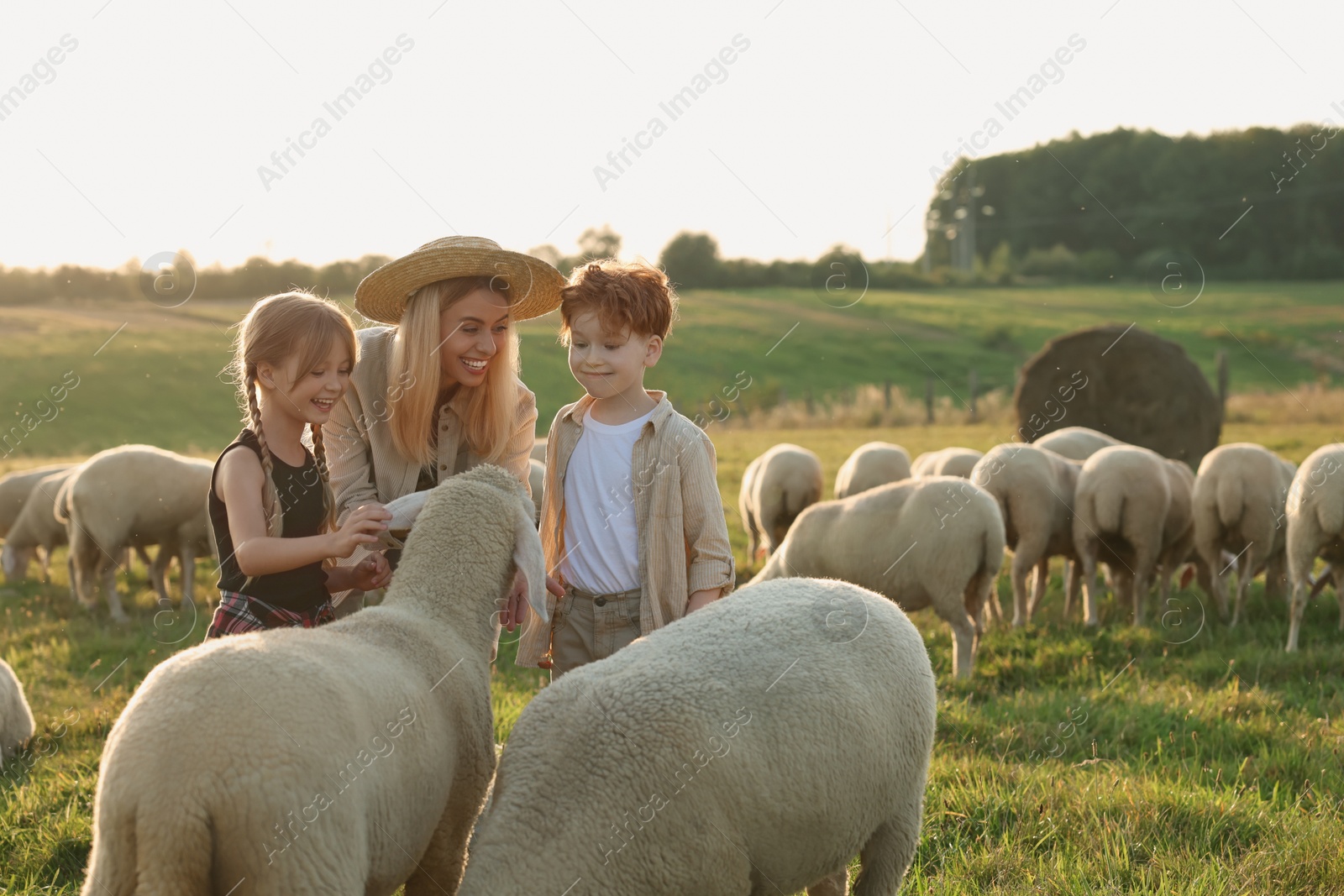 Photo of Mother and children with sheep on pasture. Farm animals