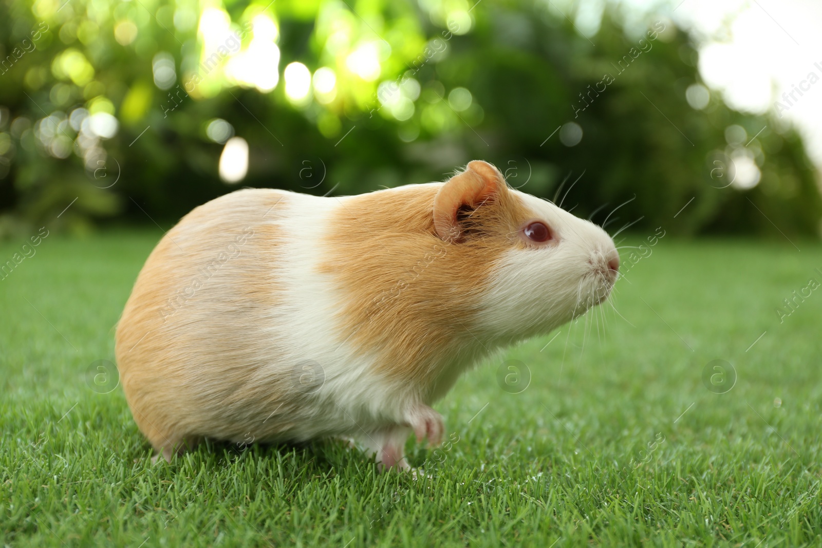 Photo of Cute guinea pig on green grass in park