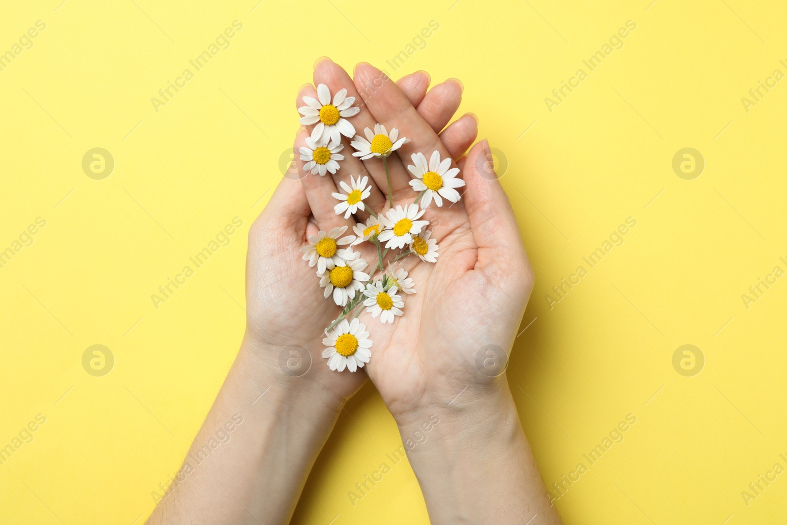 Photo of Woman holding chamomiles on yellow background, top view
