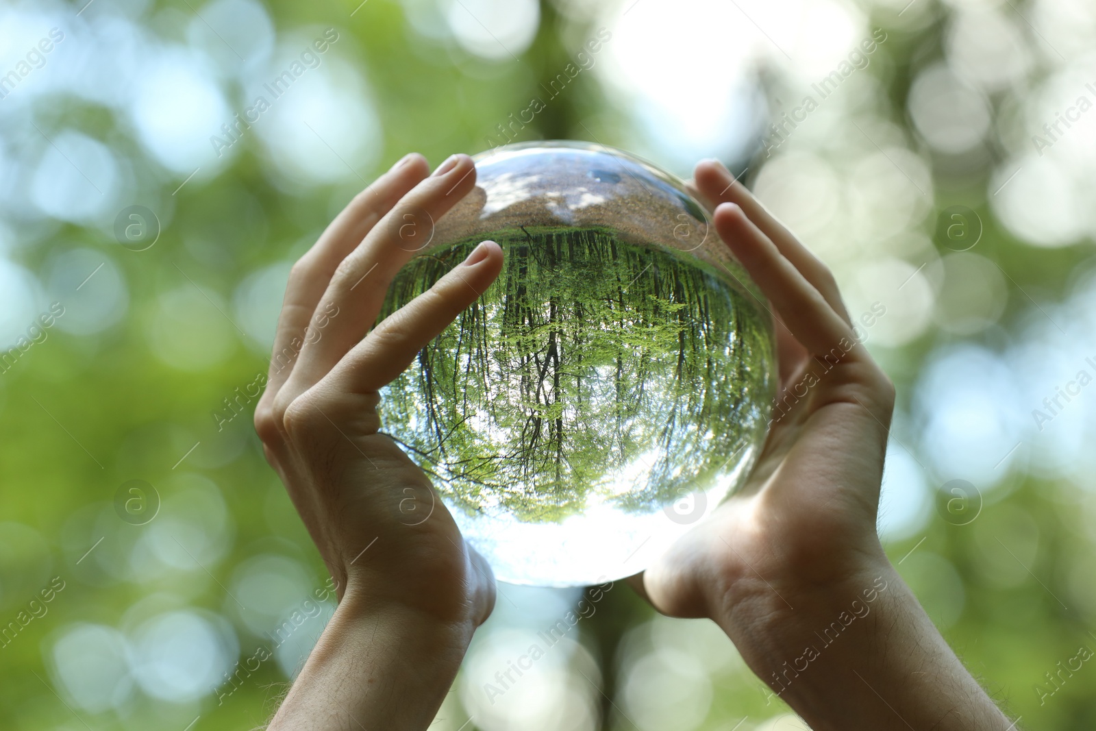 Photo of Green trees outdoors, overturned reflection. Man holding crystal ball in forest, closeup