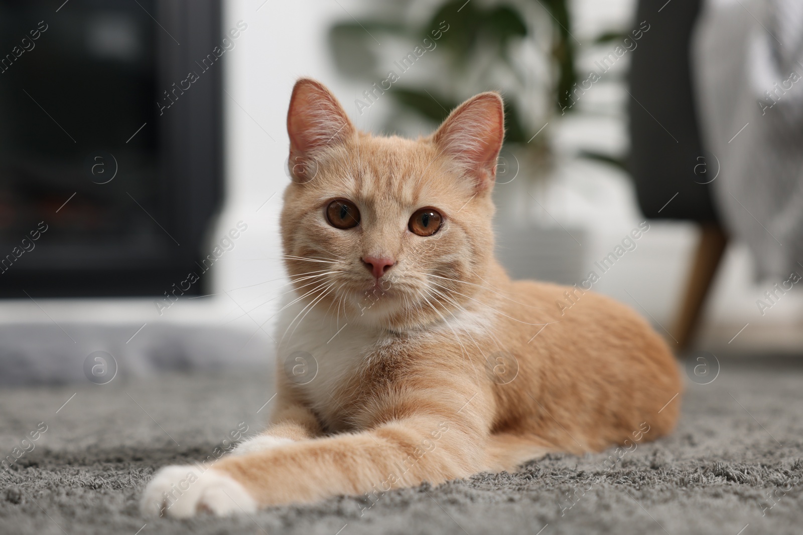 Photo of Cute ginger cat lying on grey carpet at home