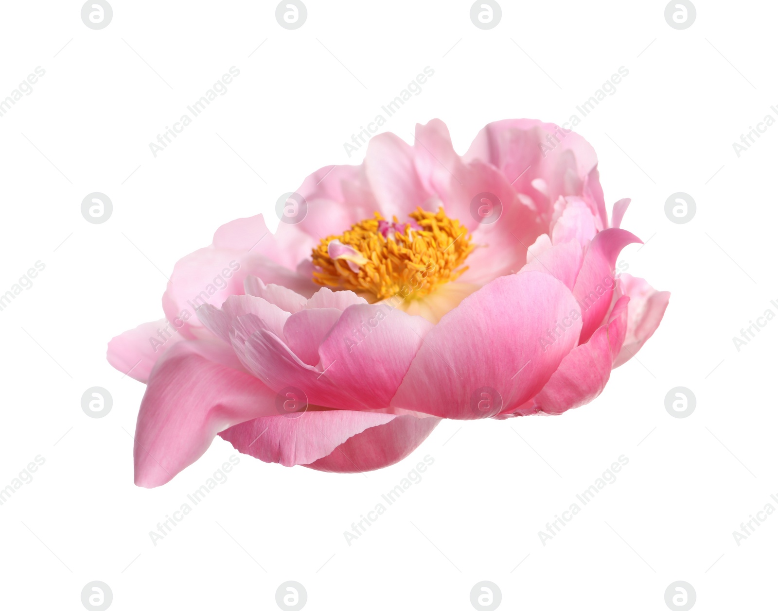 Photo of Beautiful pink peony flower isolated on white