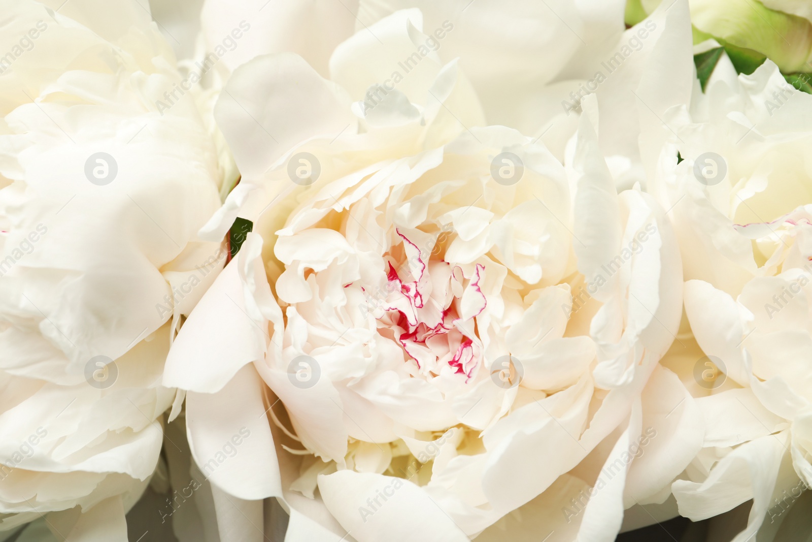 Photo of Beautiful blooming peony flower as background, closeup