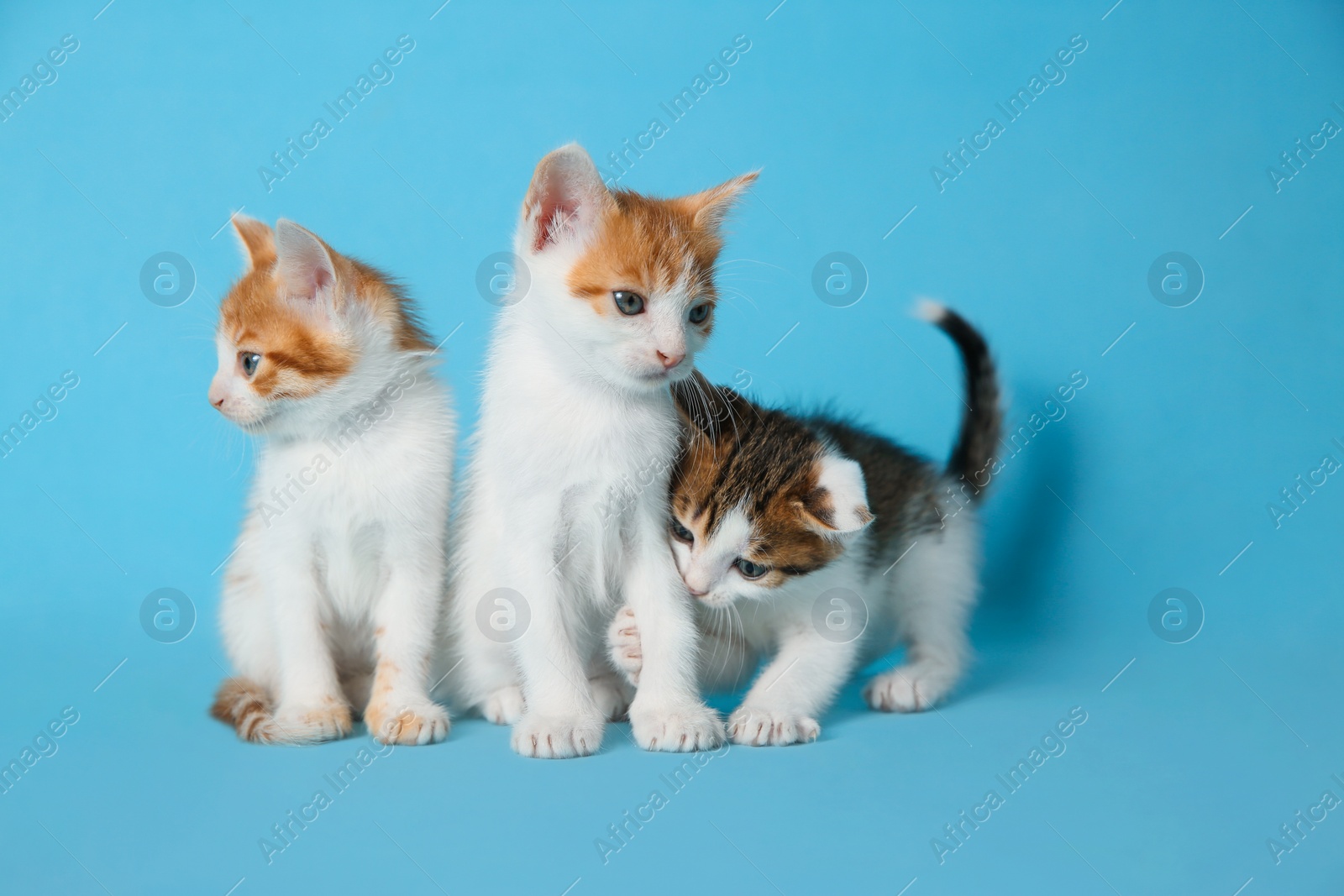 Photo of Cute little kittens on light blue background. Baby animals