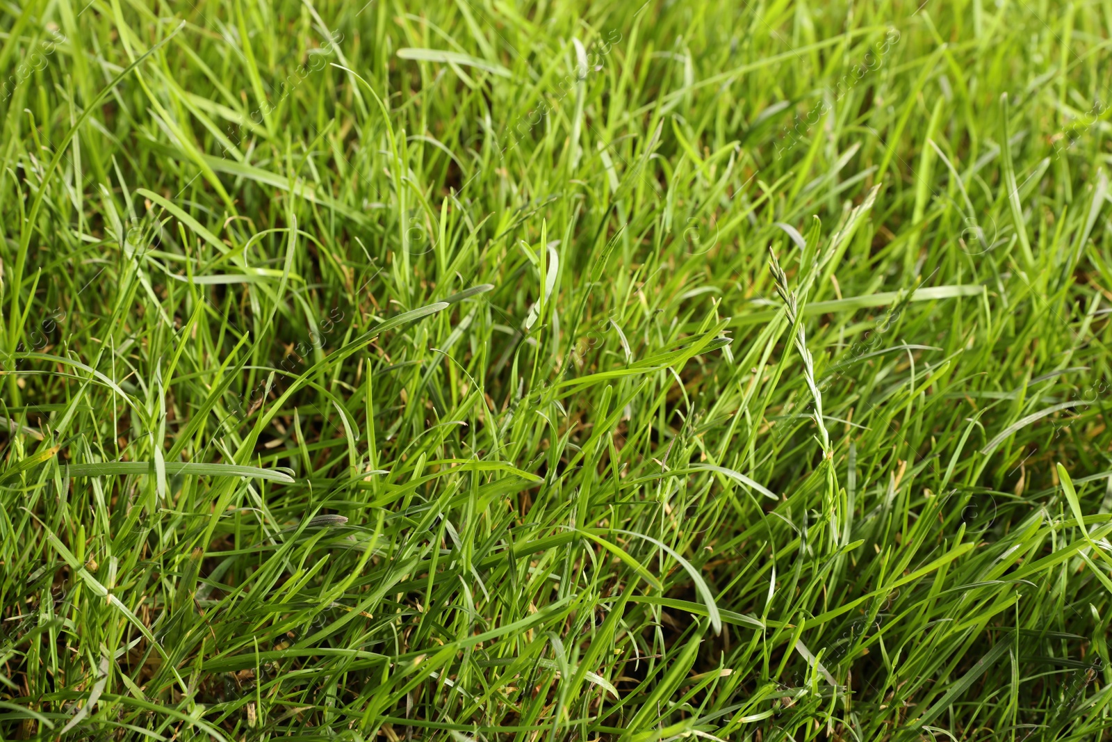 Photo of Beautiful lush green grass as background, closeup