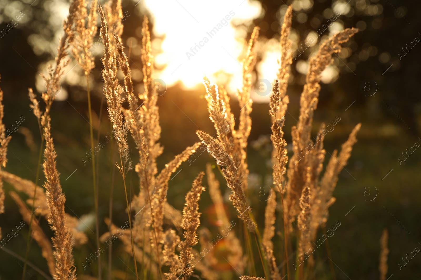 Photo of Beautiful view of reed grass growing in meadow at sunset