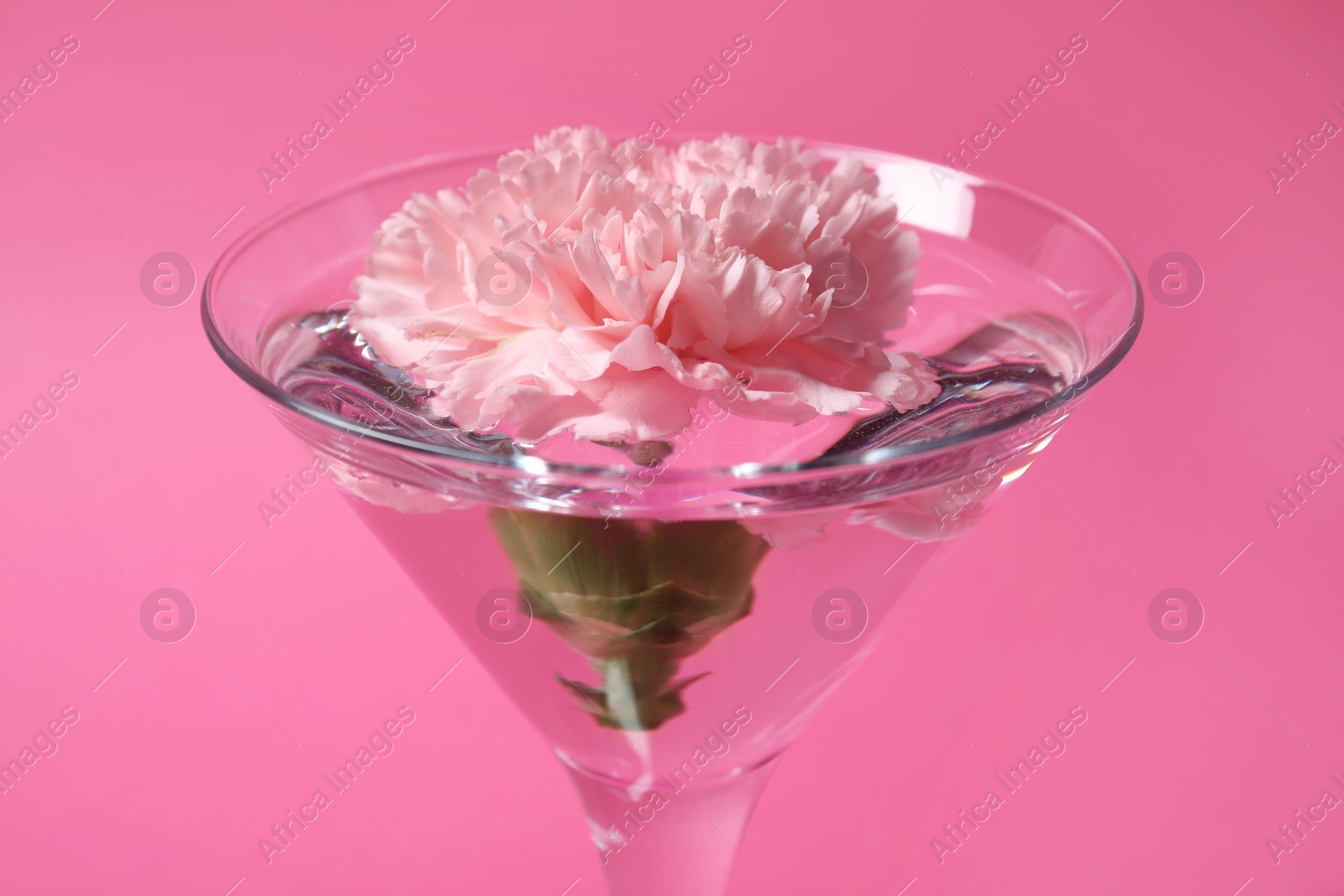 Photo of Martini glass with water and beautiful carnation flower on pink background, closeup