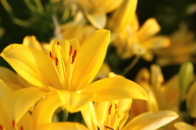 Photo of Beautiful bright yellow lilies growing at flower field, closeup