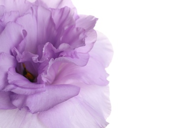 Beautiful Eustoma flower on white background