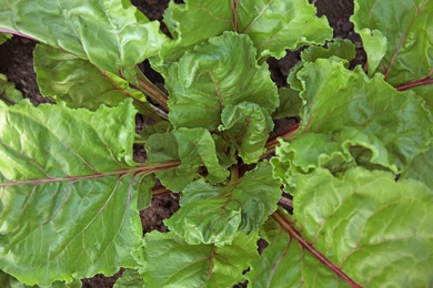 Green beet plant growing in vegetable garden