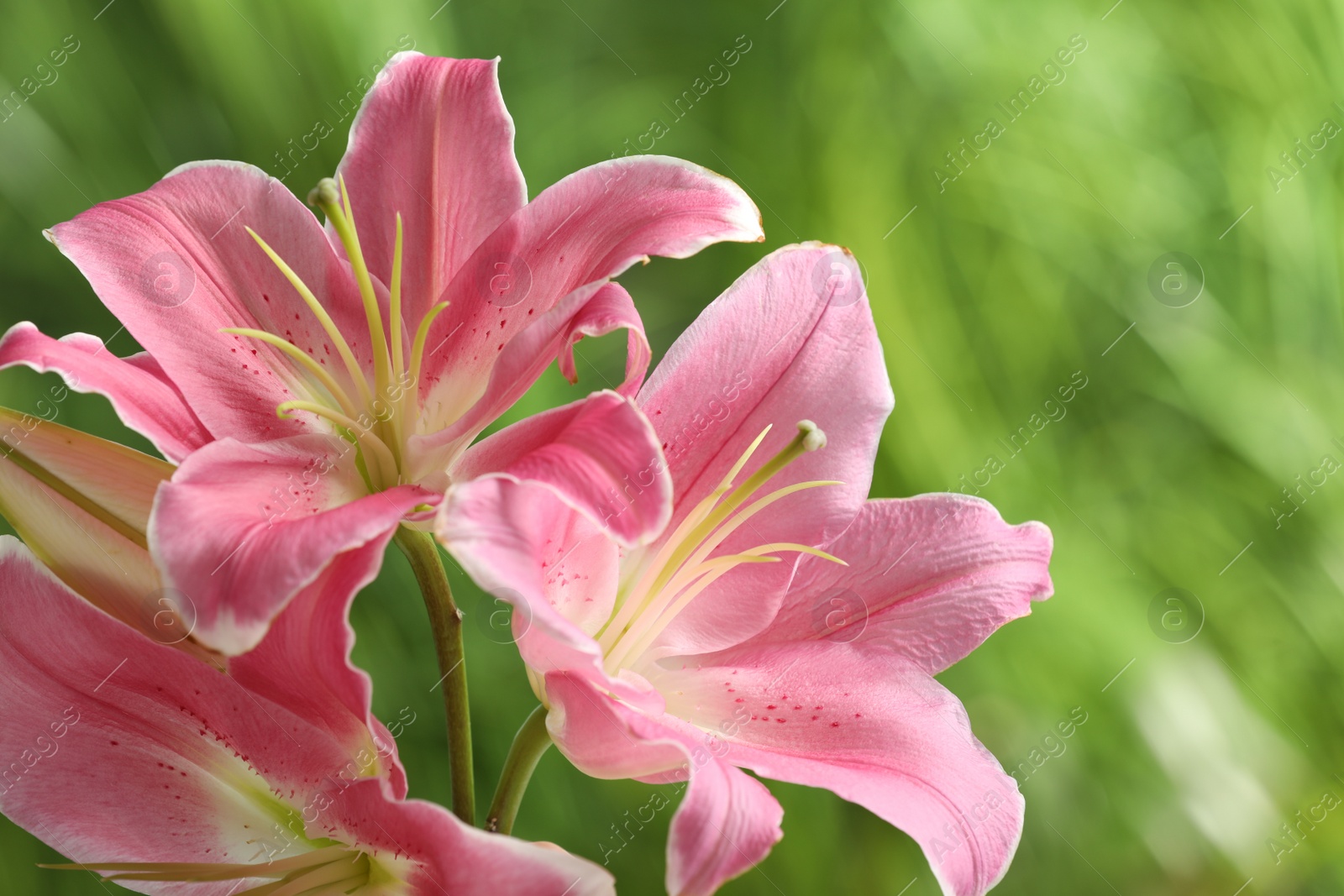 Photo of Beautiful pink lily flowers on blurred green background, closeup