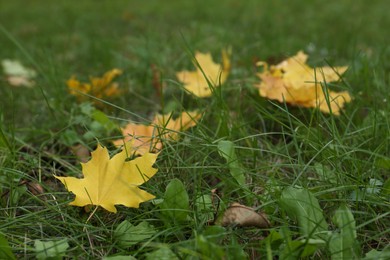 Photo of Fallen yellow leaves on grass in autumn