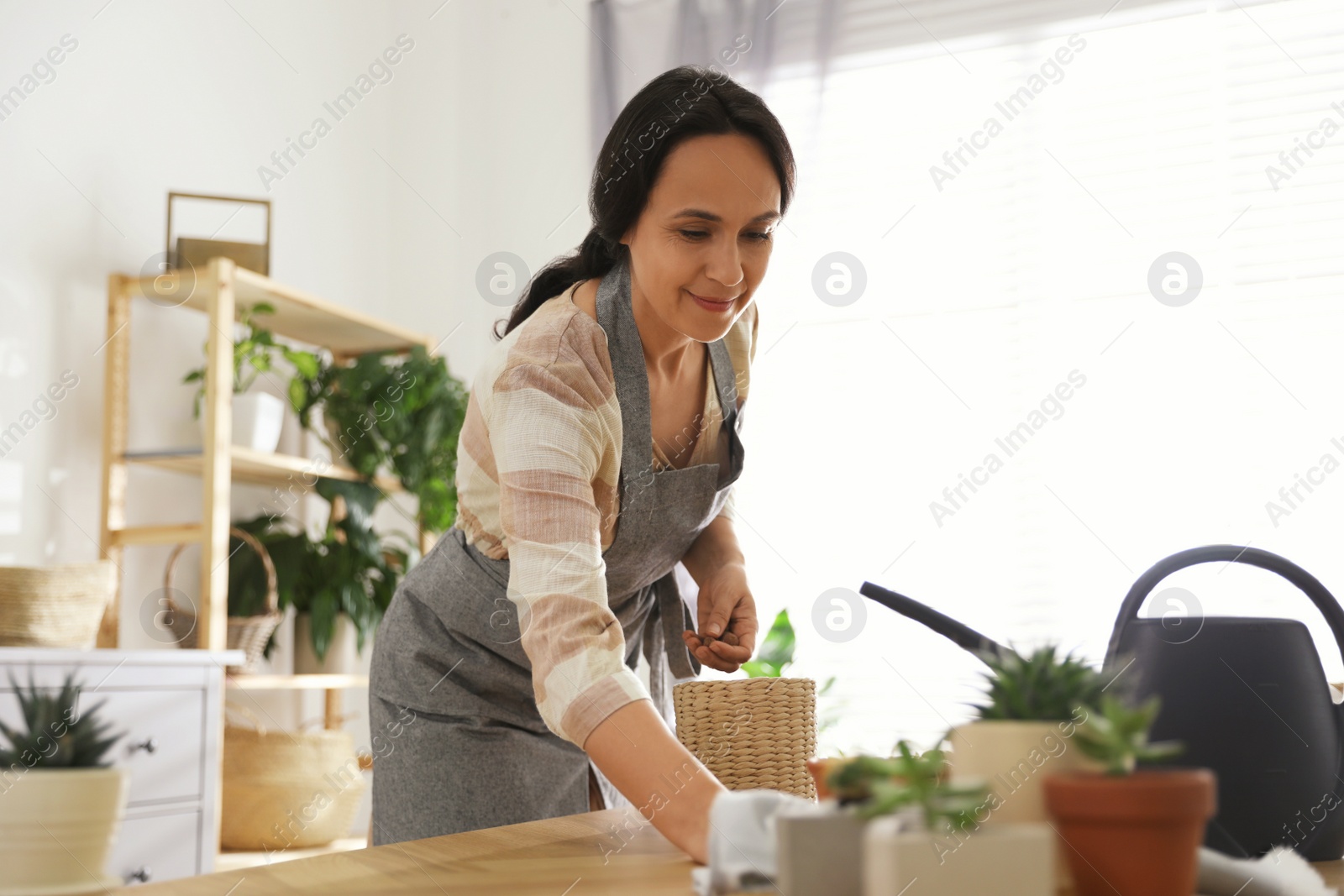 Photo of Mature woman potting plant at home. Engaging hobby