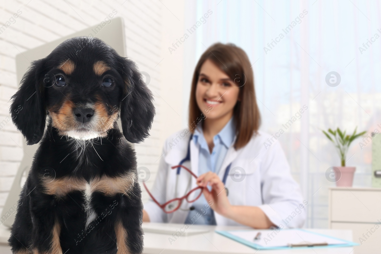 Image of Veterinarian doc with adorable dog in clinic