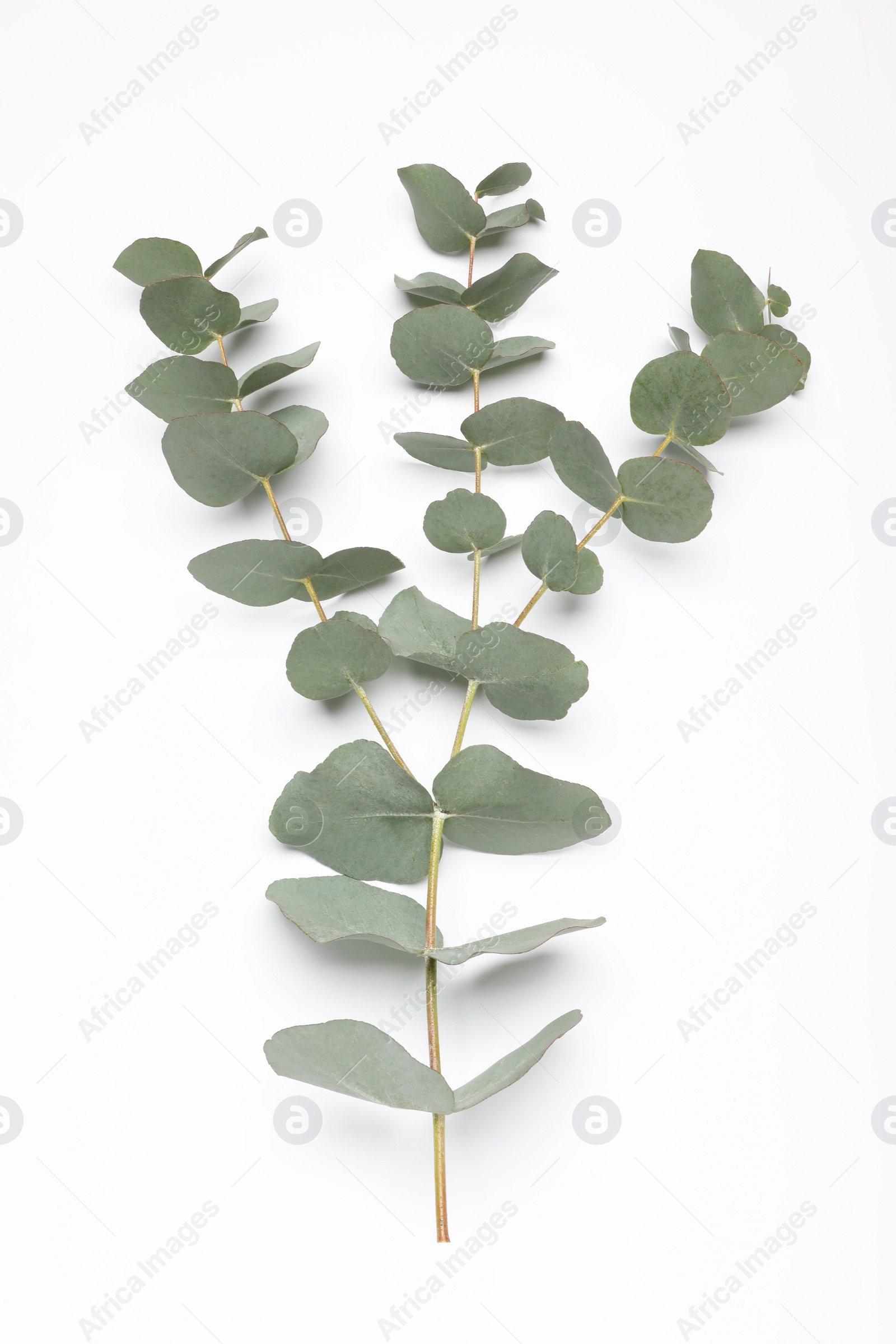 Photo of Eucalyptus branch with fresh leaves isolated on white, top view