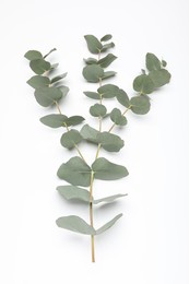 Eucalyptus branch with fresh leaves isolated on white, top view