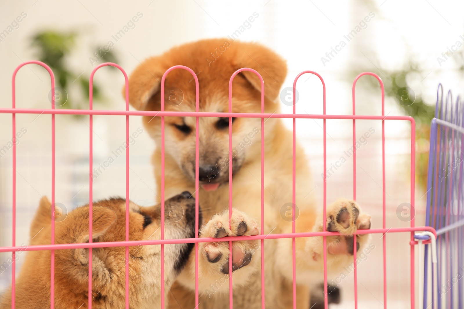 Photo of Cute Akita Inu puppies in playpen indoors. Baby animals