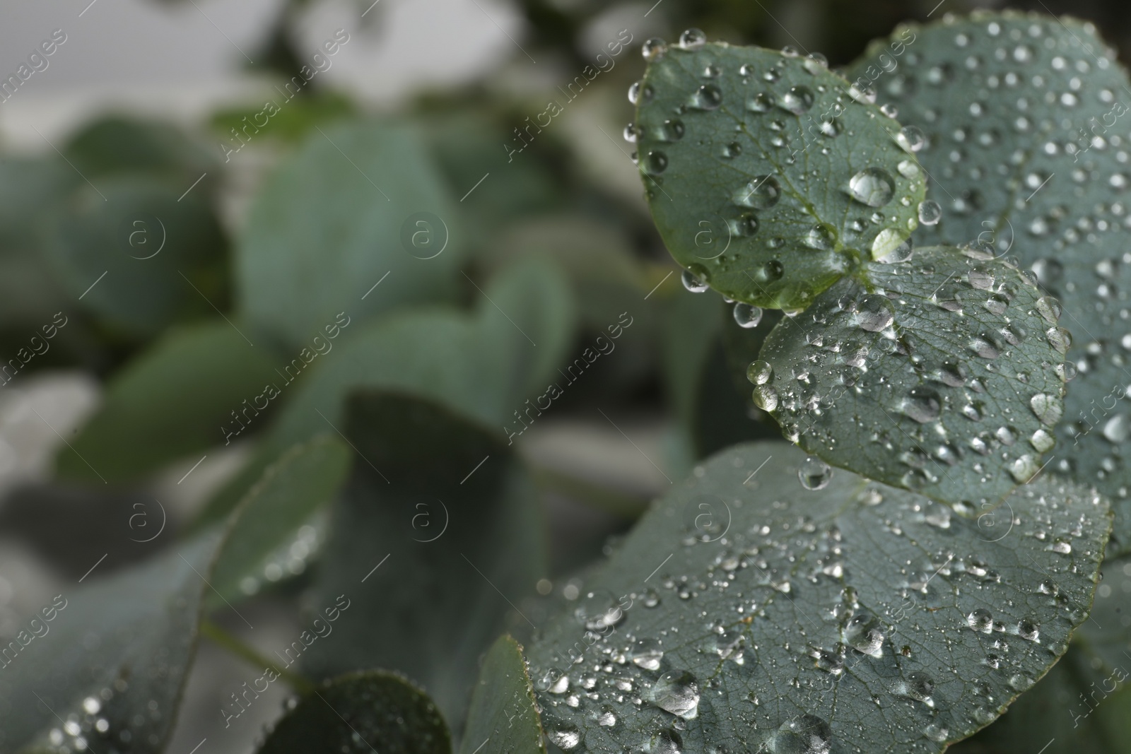 Photo of Fresh eucalyptus leaves with dew drops, closeup. Space for text