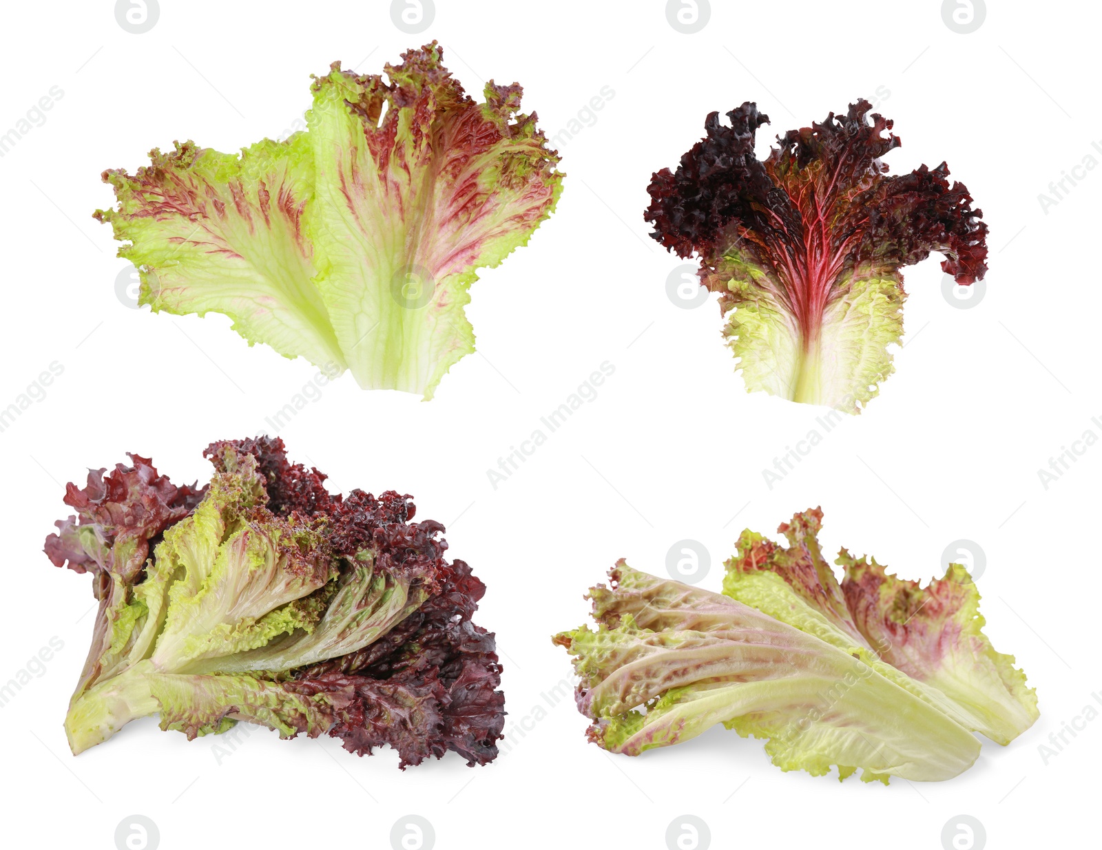 Image of Collage with oakleaf lettuce isolated on white