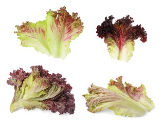 Collage with oakleaf lettuce isolated on white
