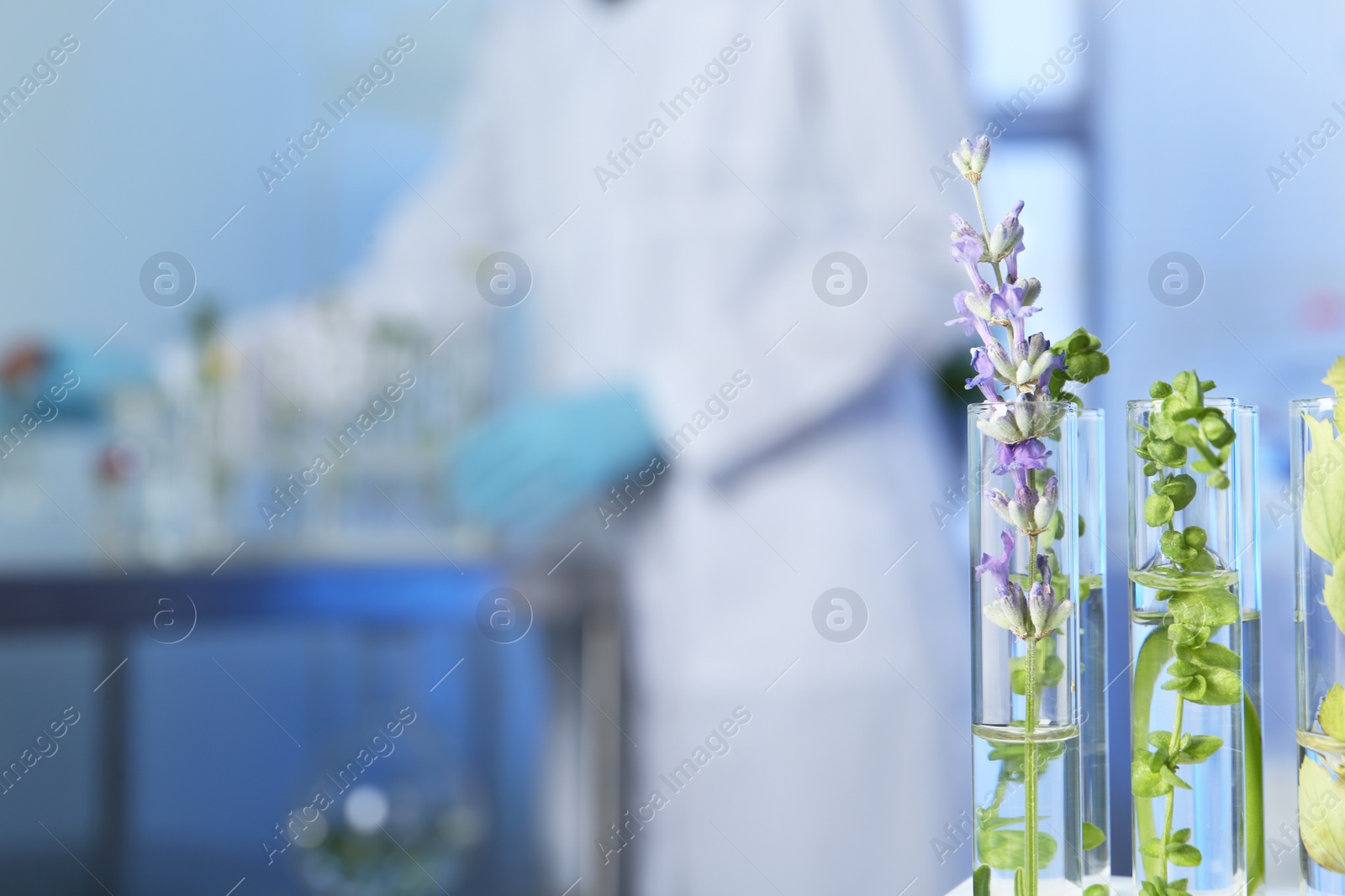 Photo of Test tubes with different plants in laboratory, closeup. Space for text