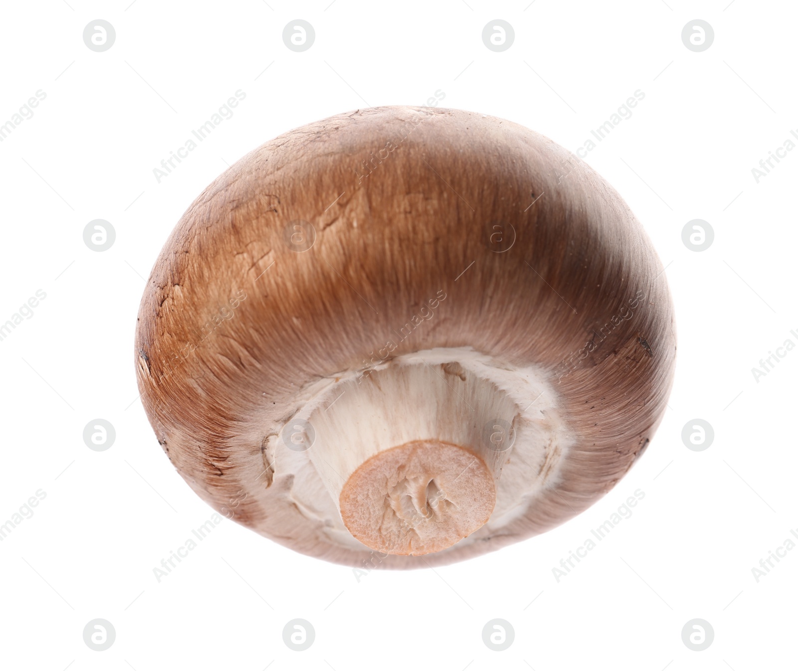 Photo of Fresh champignon mushroom isolated on white. Healthy food