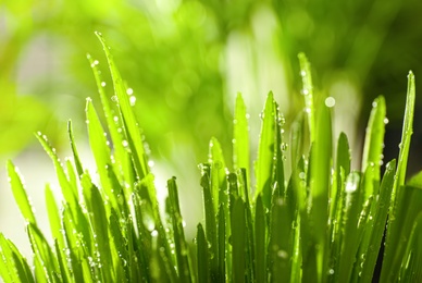 Photo of Lush green grass with water drops outdoors on sunny day, closeup