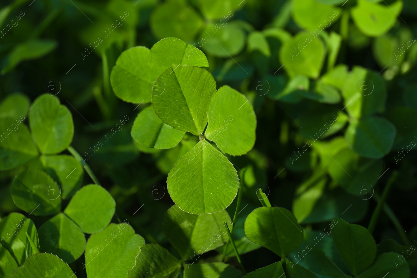 Photo of Closeup view of beautiful green clover leaves