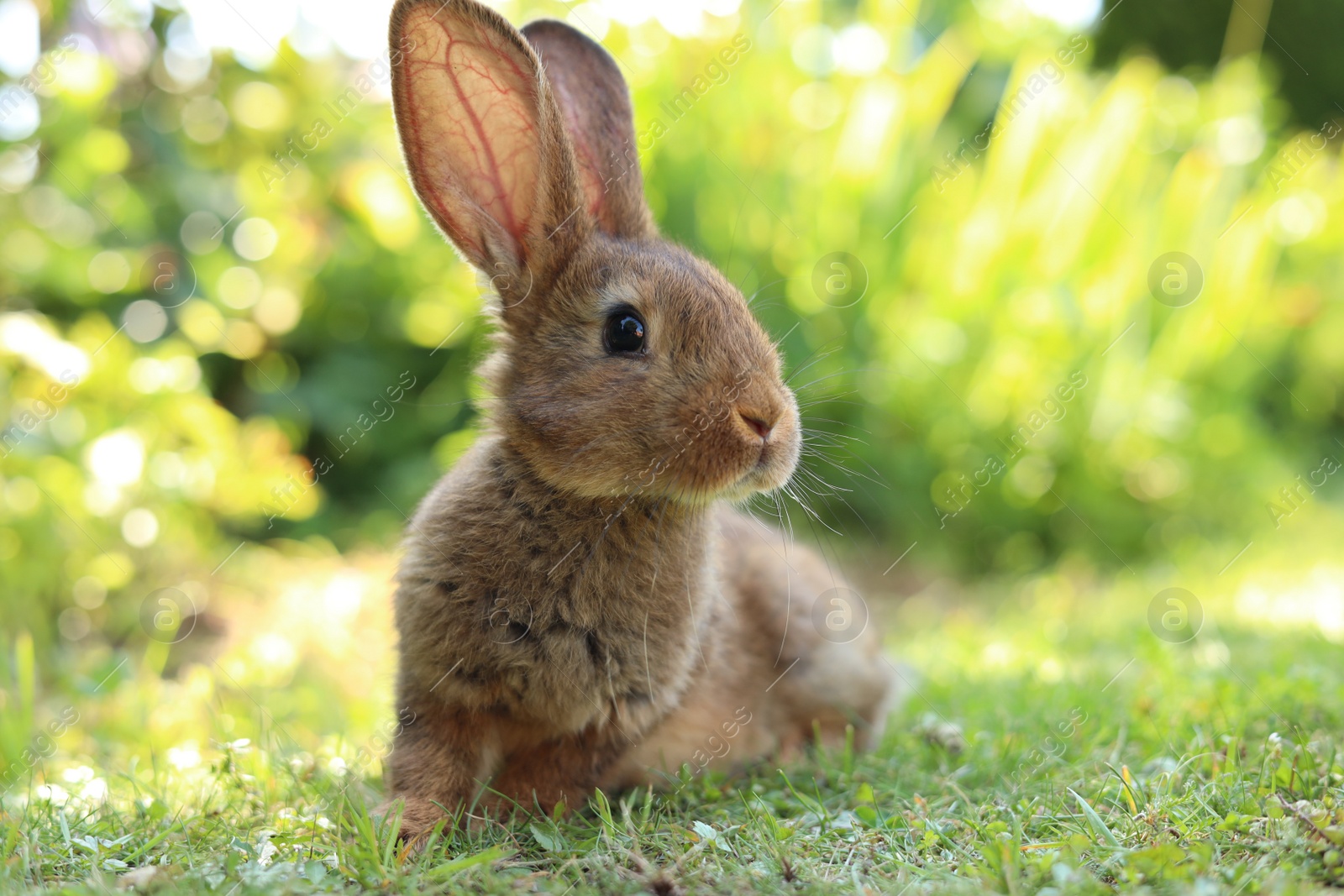 Photo of Cute fluffy rabbit on green grass outdoors