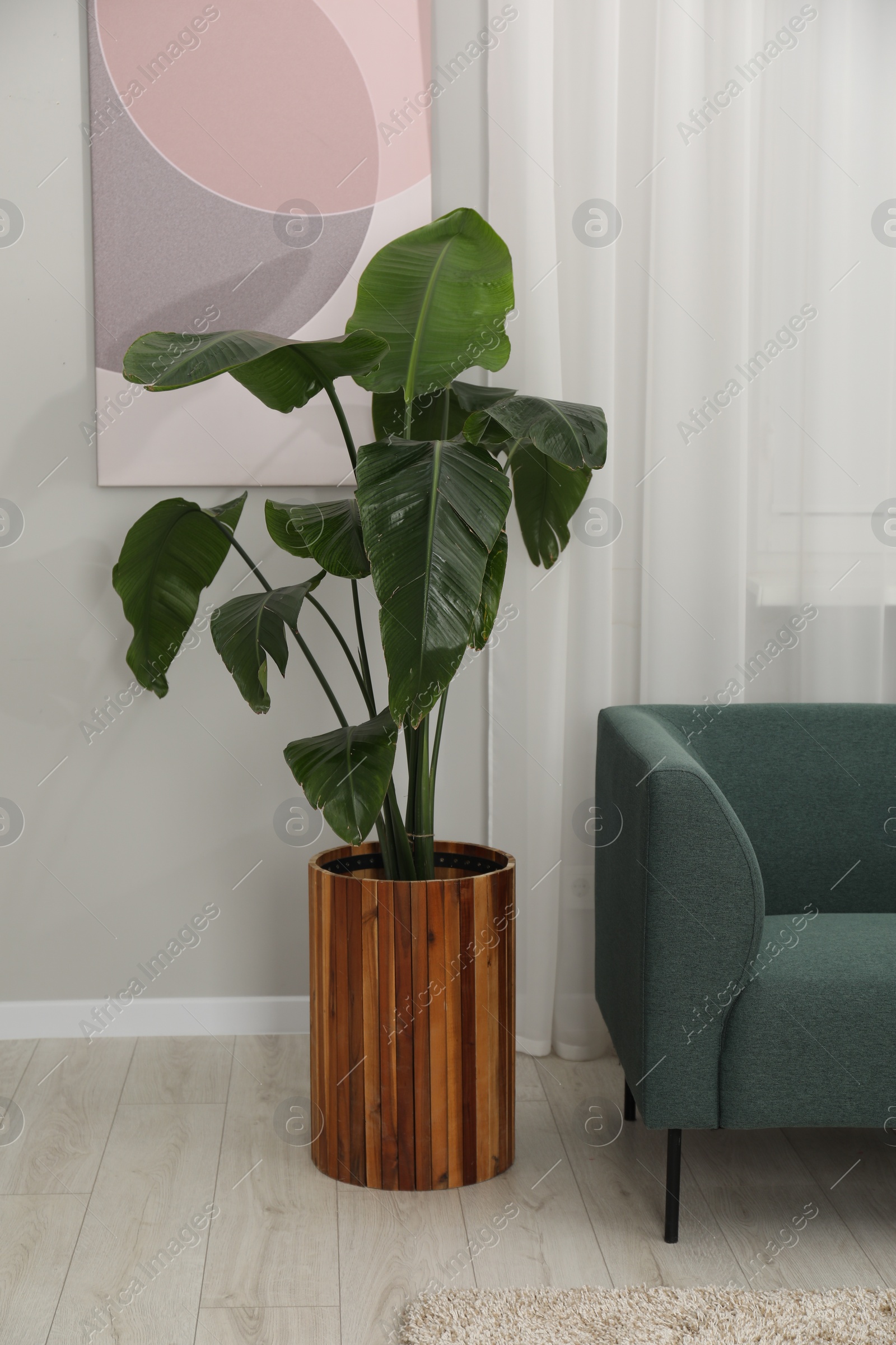 Photo of Potted houseplant with green leaves near sofa in room