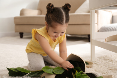 Little girl near houseplant and broken pot at home