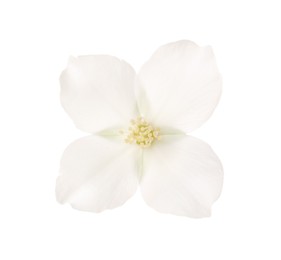 Beautiful delicate jasmine flower isolated on white