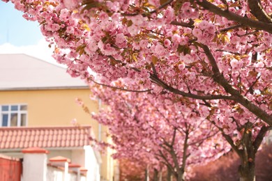 Beautiful blooming sakura outdoors on sunny spring day