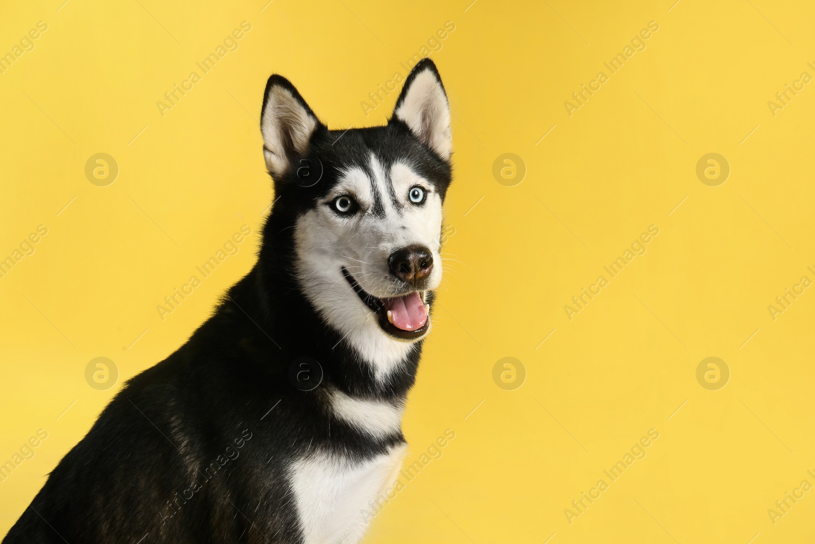 Photo of Cute Siberian Husky dog on yellow background. Space for text