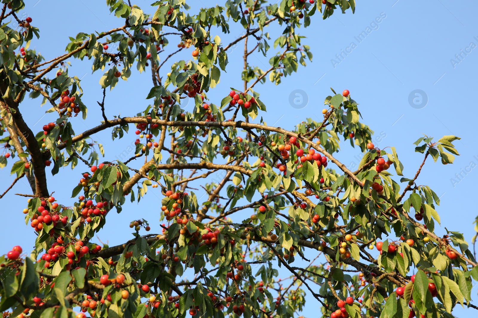 Photo of Cherry tree with green leaves and unripe berries growing outdoors