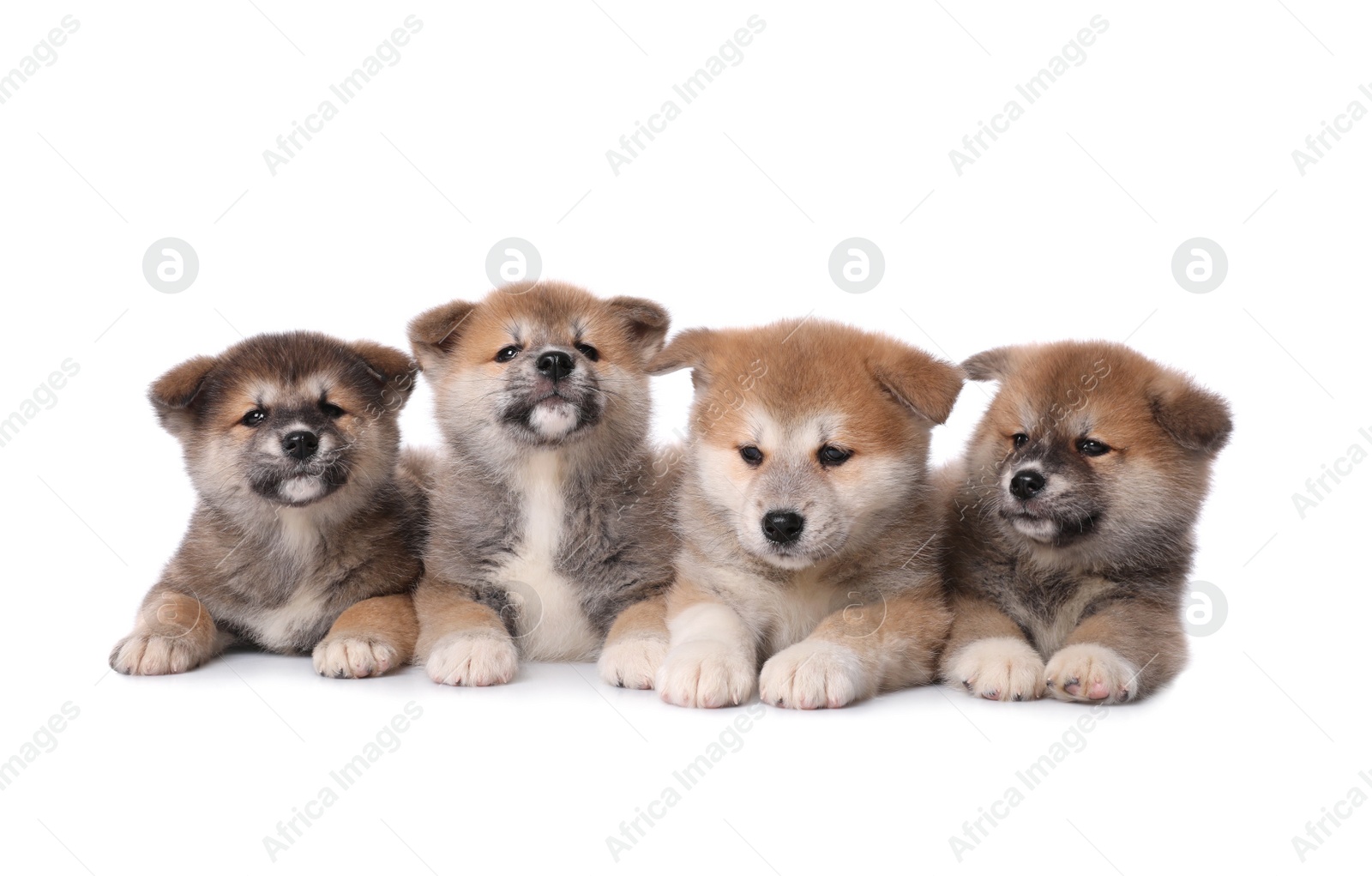 Photo of Adorable Akita Inu puppies on white background