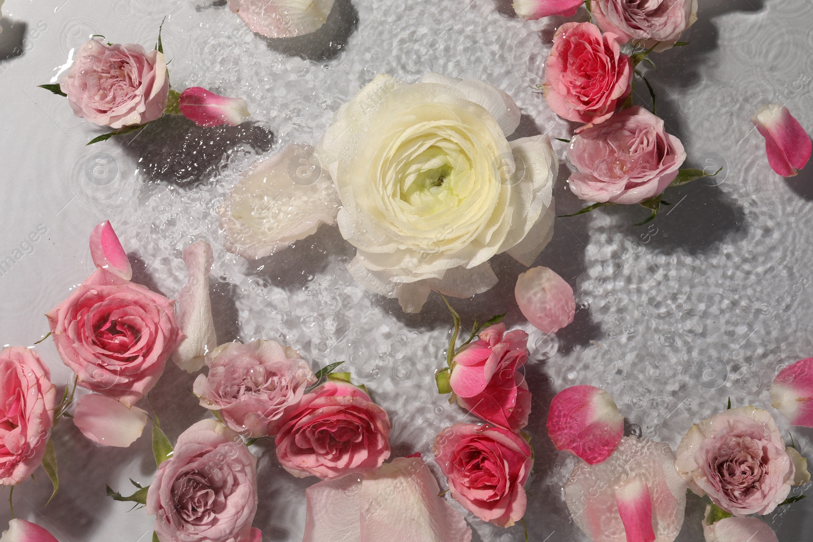 Photo of Beautiful roses and petals in water on white background, top view