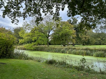 Beautiful pond and lots of trees in park