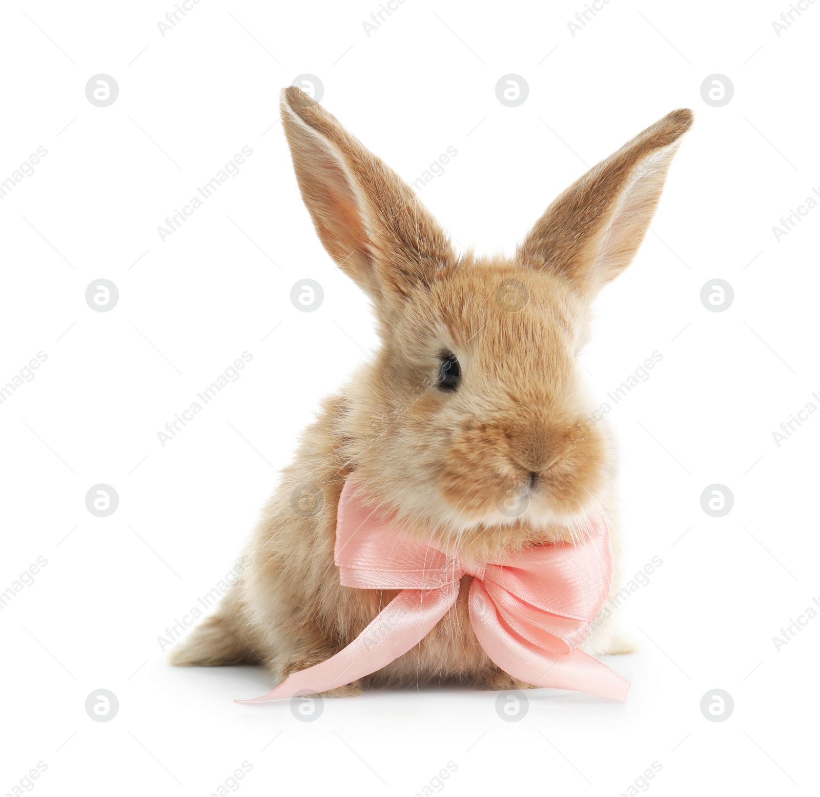 Photo of Adorable furry Easter bunny with cute bow tie on white background